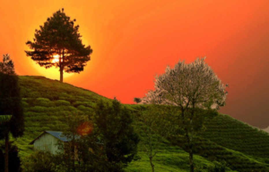 Shree antu Lake View Resort ( Masala zone)